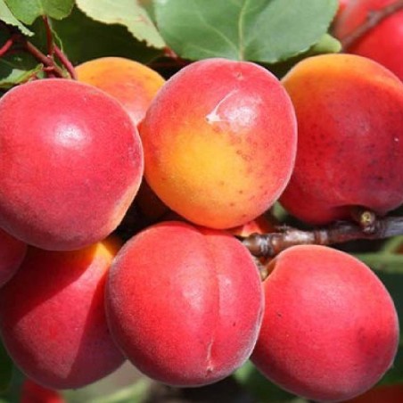 Aprikoze ,,Krasnošķokij,, /prunus armeniaca/- 140-180cm