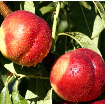 Nektarīns ,,Harco,, /prunus persica var. nupersica/ (vidēji vēlais) - 140-180cm