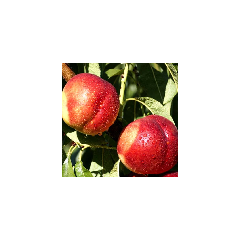 Nektarīns ,,Harco,, /prunus persica var. nupersica/ (vidēji vēlais) - 140-180cm