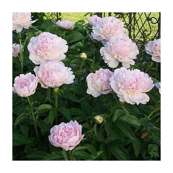Pienziedu peonija 'Edens Perfume' /Paeonia lactiflora/ - C2 kont.
