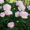 Pienziedu peonija 'Edens Perfume' /Paeonia lactiflora/ - C2 kont.