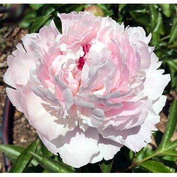Pienziedu peonija 'Edens Perfume' /Paeonia lactiflora/ - C2 kont.