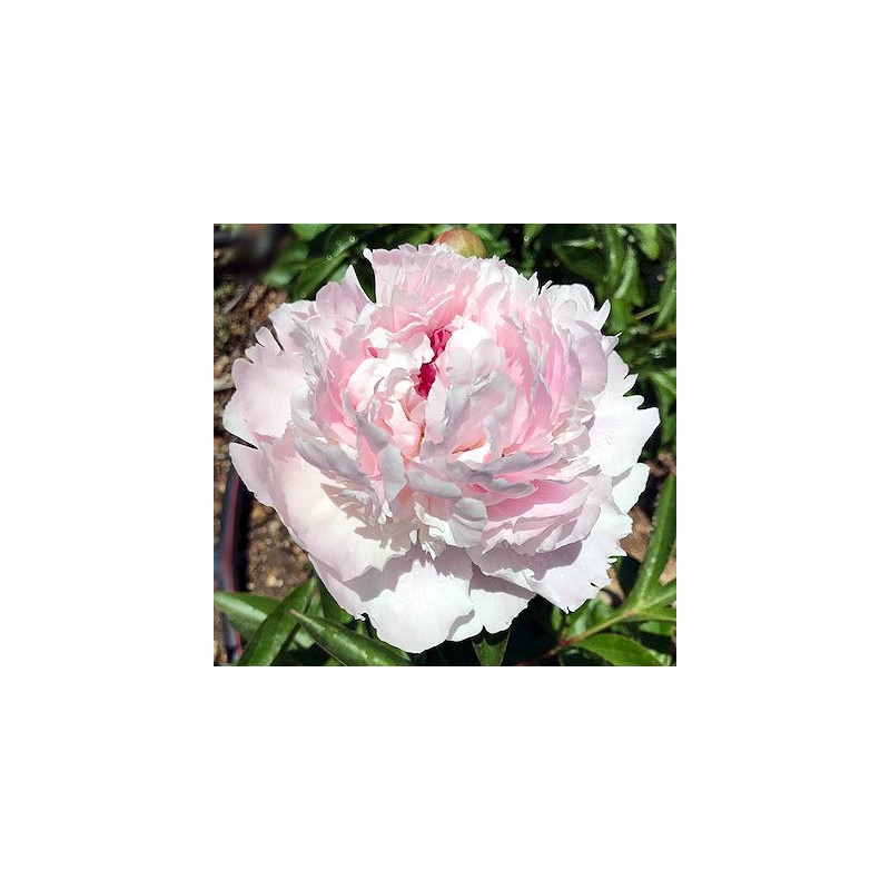 Pienziedu peonija 'Edens Perfume' /Paeonia lactiflora/ - C2 kont.