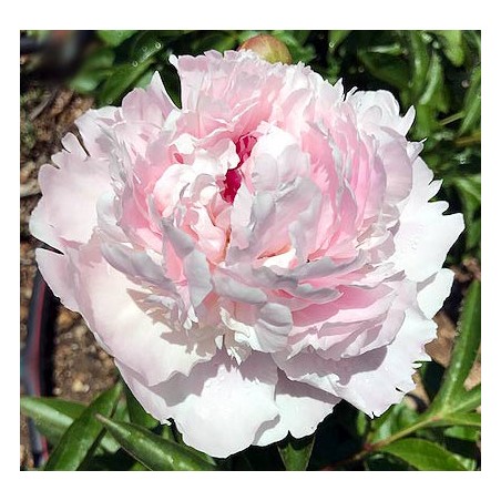 Pienziedu peonija 'Edens Perfume' /Paeonia lactiflora/ - C2 kont.