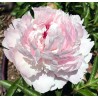 Pienziedu peonija 'Edens Perfume' /Paeonia lactiflora/ - C2 kont.