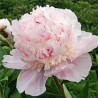Pienziedu peonija 'Edens Perfume' /Paeonia lactiflora/ - C2 kont.