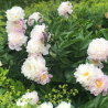 Pienziedu peonija 'Catharina Fontijn' /Paeonia lactiflora/ - C2 kont.