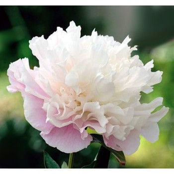 Pienziedu peonija 'Catharina Fontijn' /Paeonia lactiflora/ - C2 kont.