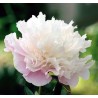 Pienziedu peonija 'Catharina Fontijn' /Paeonia lactiflora/ - C2 kont.