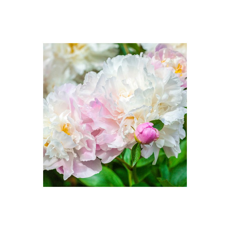 Pienziedu peonija 'Catharina Fontijn' /Paeonia lactiflora/ - C2 kont.