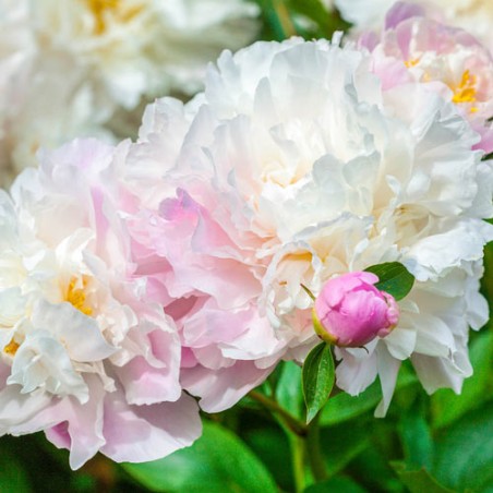 Pienziedu peonija 'Catharina Fontijn' /Paeonia lactiflora/ - C2 kont.