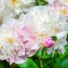 Pienziedu peonija 'Catharina Fontijn' /Paeonia lactiflora/ - C2 kont.