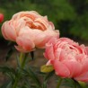 Peonija 'Coral Charm' /Paeonia/ - C2 kont.