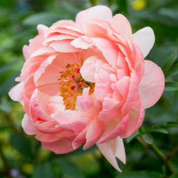 Peonija 'Coral Charm'...