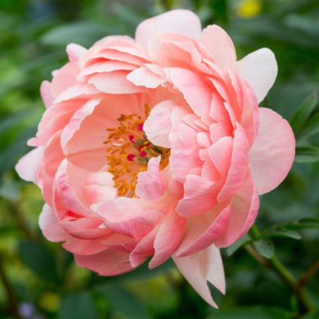 Peonija 'Coral Charm' /Paeonia/ - C2 kont.