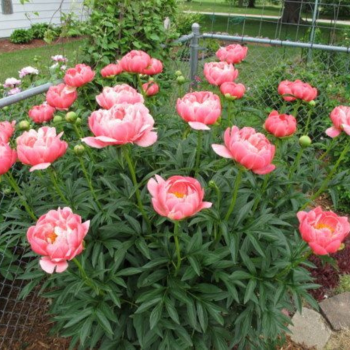 Peonija 'Coral Charm' /Paeonia/ - C2 kont.