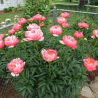 Peonija 'Coral Charm' /Paeonia/ - C2 kont.