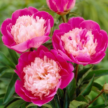 Pienziedu peonija 'Gay Paree' /Paeonia lactiflora/ - C2 kont.