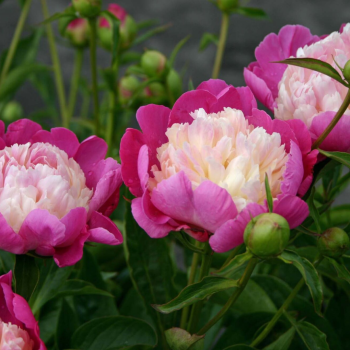 Pienziedu peonija 'Gay Paree' /Paeonia lactiflora/ - C2 kont.
