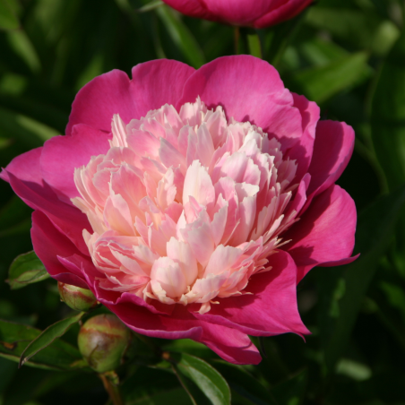 Pienziedu peonija 'Gay Paree' /Paeonia lactiflora/ - C2 kont.