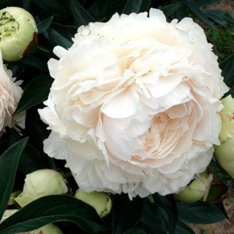 Pienziedu peonija 'Solange' /Paeonia lactiflora/ - C2 kont.