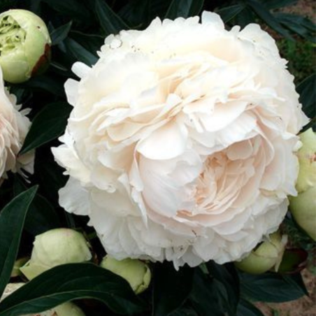 Pienziedu peonija 'Solange' /Paeonia lactiflora/ - C2 kont.