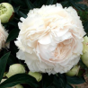 Pienziedu peonija 'Solange' /Paeonia lactiflora/ - C2 kont.