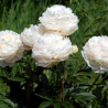 Pienziedu peonija 'Solange' /Paeonia lactiflora/ - C2 kont.