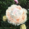 Pienziedu peonija 'Solange' /Paeonia lactiflora/ - C2 kont.