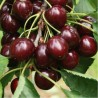 Ķirsis ,,Tamaris,, /prunus cerasus/ (vidēji agrs) - 120-140cm