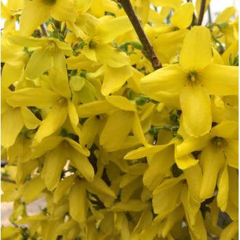 Forsītija ,,Courtalyn,, /Forsythia x intermedia/ - C3 kont.