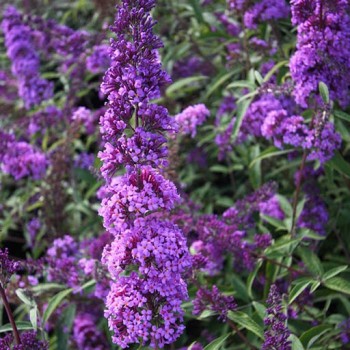 Budleja Dāvida ,,Ile De France,, /Buddleja davidii/- C3 kont.