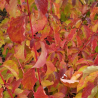 Asinsarkanais grimonis 'Midwinter Fire' /Cornus sanguinea/ - C2 kont.
