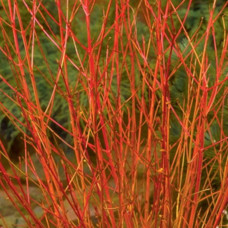 Asinsarkanais grimonis 'Midwinter Fire' /Cornus sanguinea/ - C2 kont.