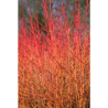 Asinsarkanais grimonis 'Midwinter Fire' /Cornus sanguinea/ - C2 kont.