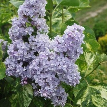 Ceriņš 'Aucubaefolia'...