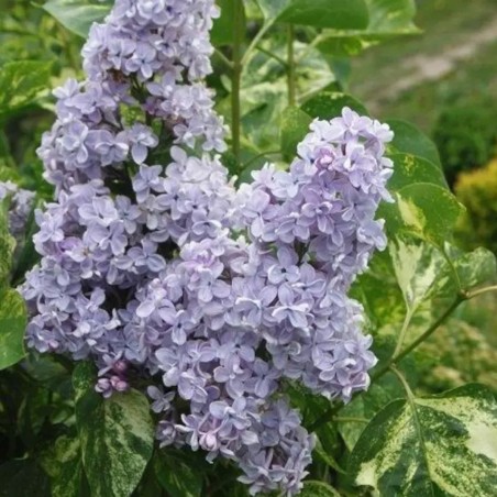 Ceriņš 'Aucubaefolia' /Syringa vulgaris/- P9 kont.