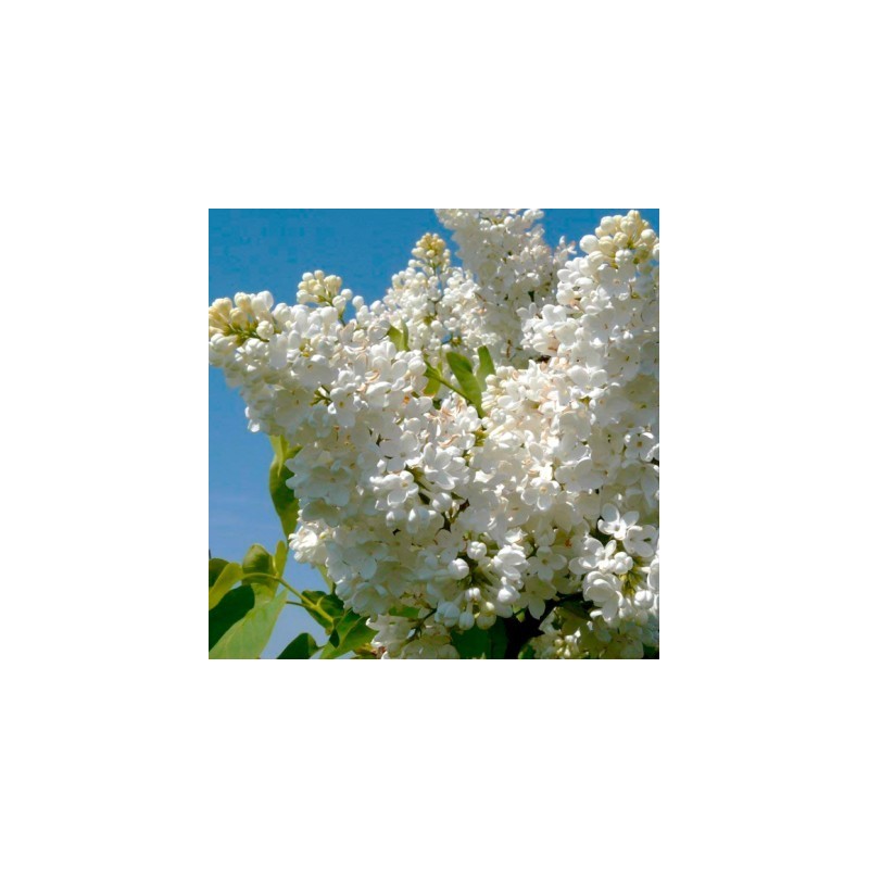 Alyva 'Mme Florent Stepman' /Syringa vulgaris/ - C3 kont.