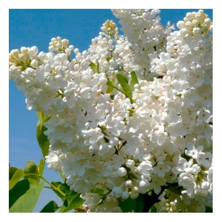 Alyva 'Mme Florent Stepman' /Syringa vulgaris/ - C3 kont.