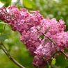Hiacinšu ceriņš 'Maidens Blush' /Syringa x hyacinthiflora/- P9 kont.
