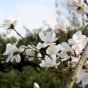 Ziemeļu magnolija /Magnolia...