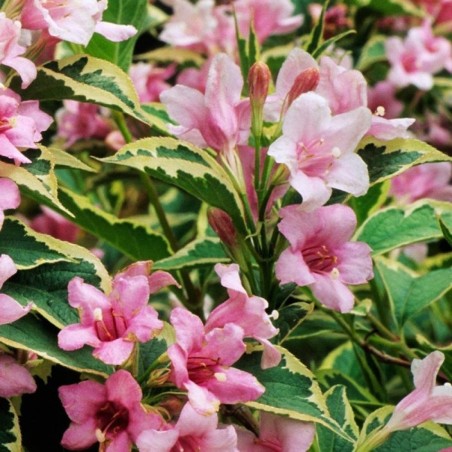 Krāšņā veigela ,,Nana Variegata,, /Weigela florida/ - C2,5 kont.