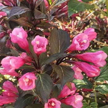 Krāšņā veigela ,,Foliis Purpureis,, /Weigela florida/- C3 kont.