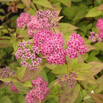 Lanksva, japoninė ,,Froebelli,, /Spiraea japonica/- C3 kont.