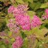 Lanksva, japoninė ,,Froebelli,, /Spiraea japonica/- C3 kont.