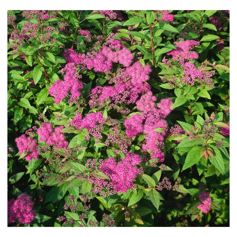 Lanksva, japoninė ,,Froebelli,, /Spiraea japonica/- C3 kont.