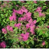 Lanksva, japoninė ,,Froebelli,, /Spiraea japonica/- C3 kont.