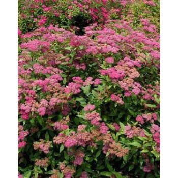 Lanksva, japoninė ,,Froebelli,, /Spiraea japonica/- C3 kont.