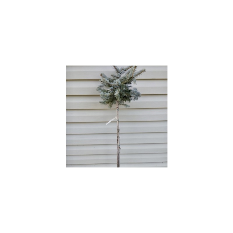 Asā egle ,,Blue Trinket,,/Picea pungens/ - augstcelma 80cm