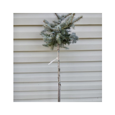 Asā egle ,,Blue Trinket,,/Picea pungens/ - augstcelma 80cm